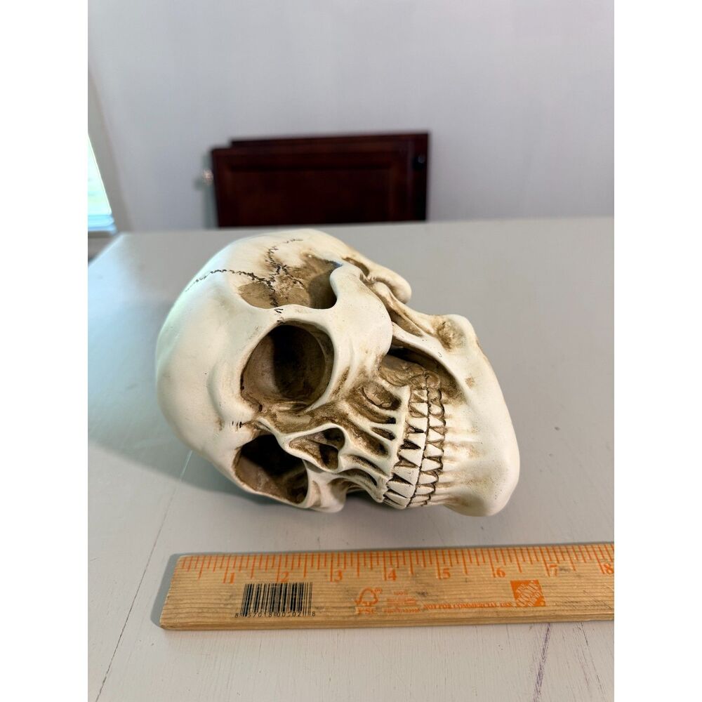 Decorative Skull Halloween Accent Realistic Gothic Spooky Decor 7" Skull - Picture 6 of 8